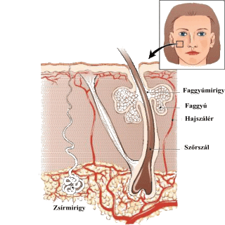 endometrium rák elhízás