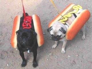 Kutya mánia - mustárral vagy ketchuppel a Hot dogot!