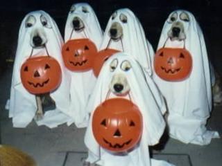 Kutya mánia - kutya Halloween party?