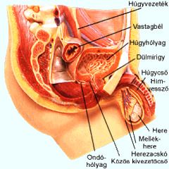 A kamaszkor s a nemi rs: Frfi nemi szervek